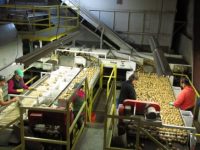 Sorting-Chipping-Potatoes-For-Shipping[1].jpg